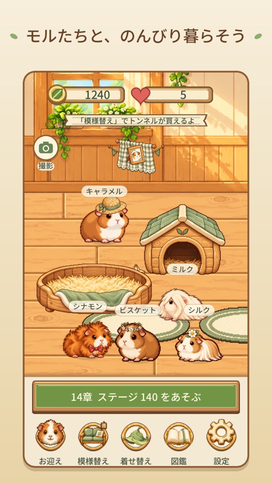 モルたちが暮らすお部屋